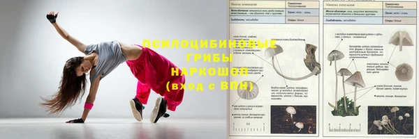 прущие грибы Хадыженск