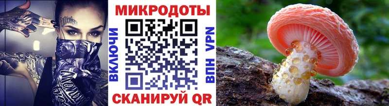 Галлюциногенные грибы Psilocybe  Тогучин 